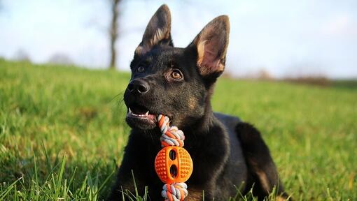 Dog that looks similar to a sale german shepherd